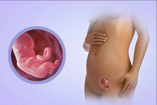 مراقبت‌ های بارداری در سه ماه اول