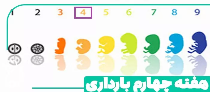 هفته چهارم بارداری