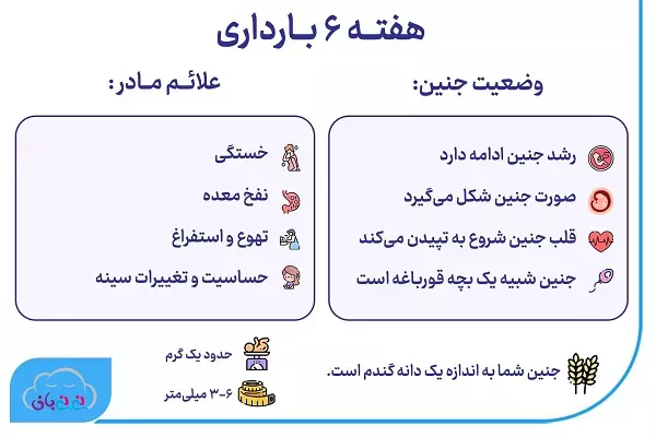 هفته ششم بارداری