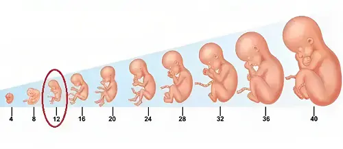 مراقبتهای پزشکی در هفته دوازدهم بارداری