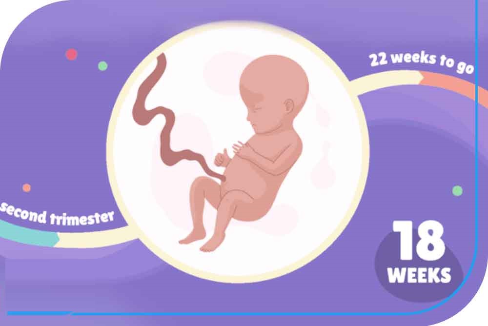 هفته هجدهم بارداری