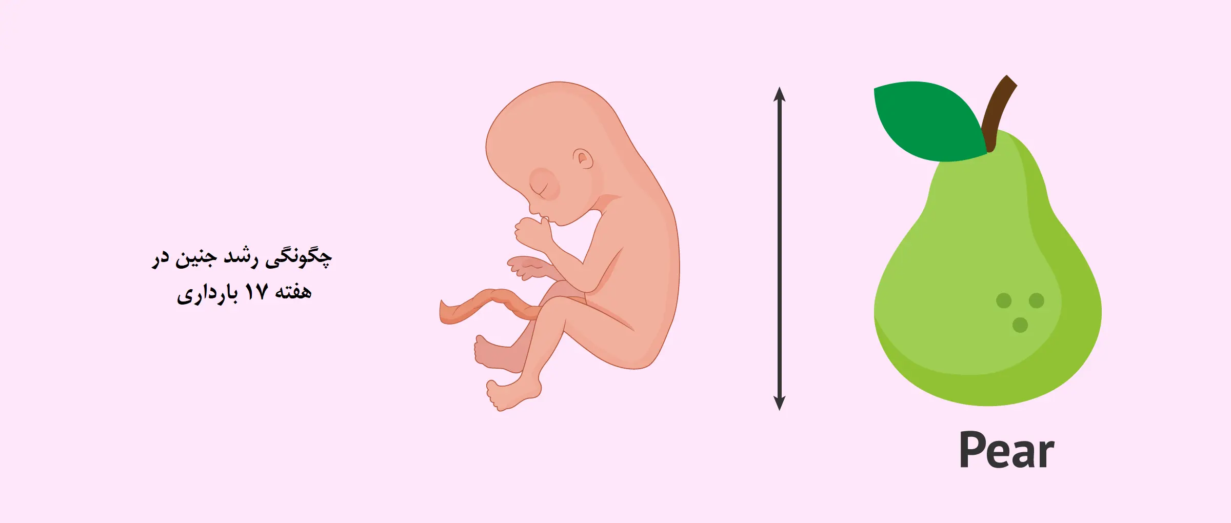 هفته هفدهم بارداری