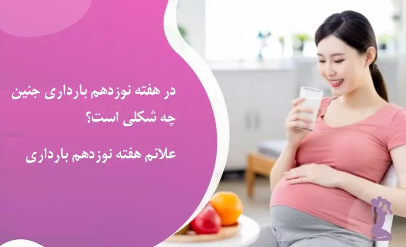 علایم هفته نوزدهم بارداری