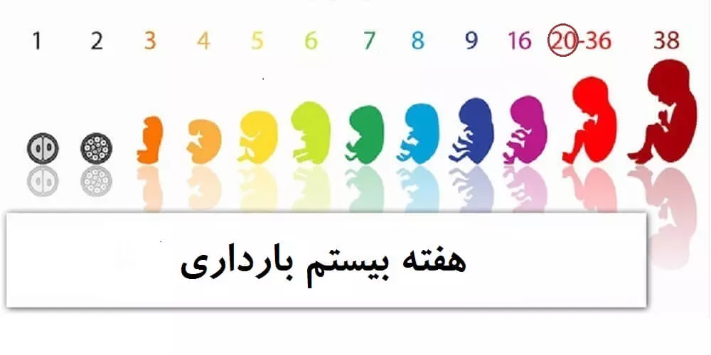 دانستنی های هفته بیستم بارداری