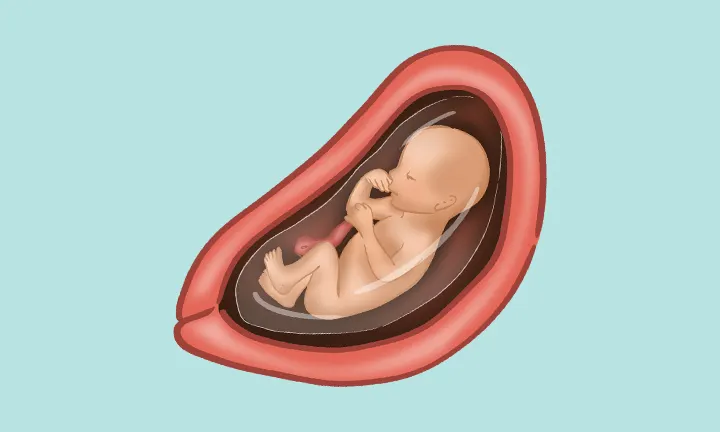 هفته بیست و دوم بارداری